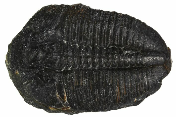 Elrathia Trilobite Fossil - Utah #108635